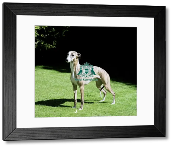 Framed Print : Whippet Framed Print : Whippet
