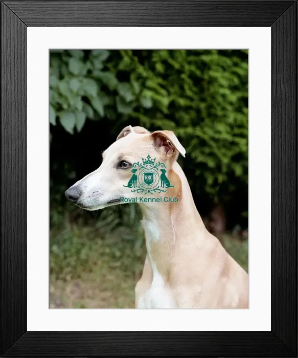 Framed Print : Whippet Framed Print : Whippet