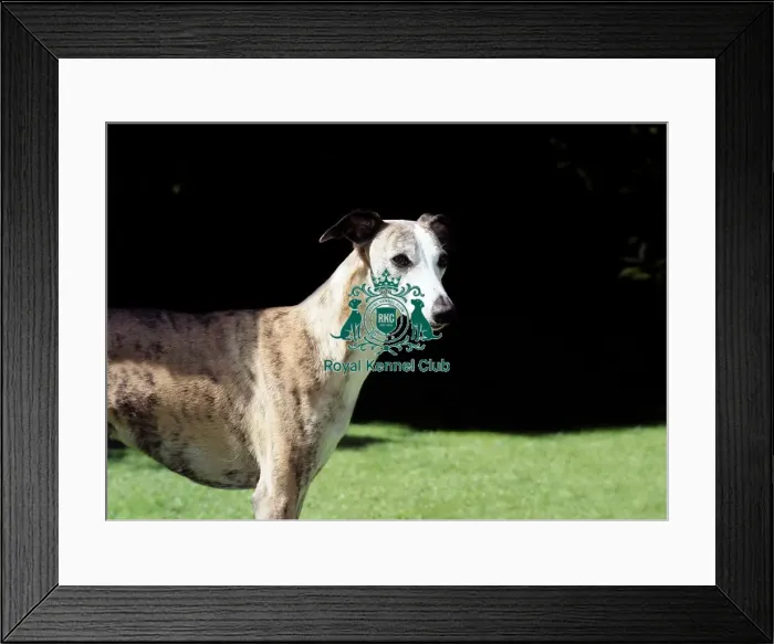 Framed Print : Whippet Framed Print : Whippet