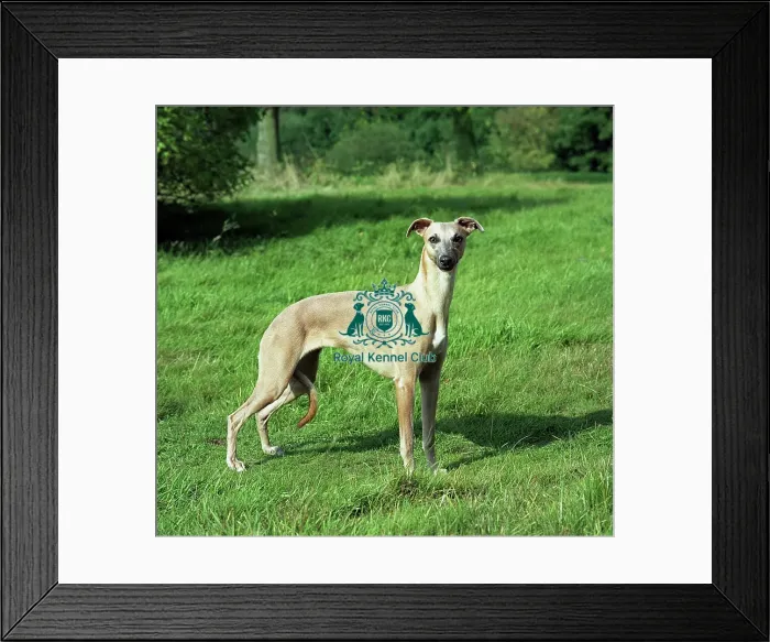 Framed Print : Whippet Framed Print : Whippet