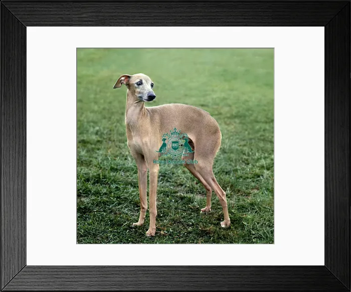 Framed Print : Italian Greyhound