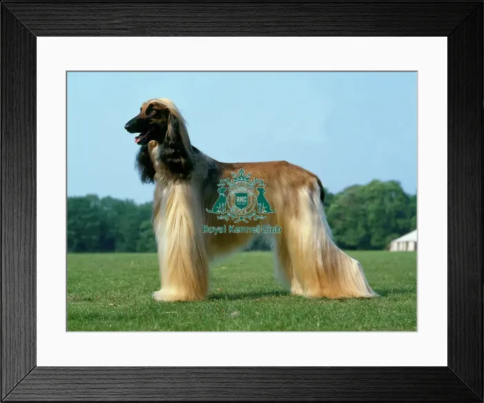 Framed Print : Afghan Hound Framed Print : Afghan Hound