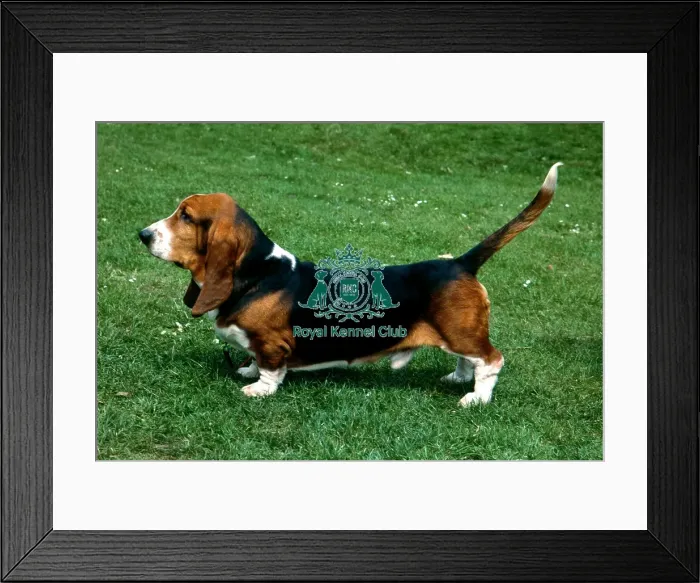 Framed Print : Basset Hound