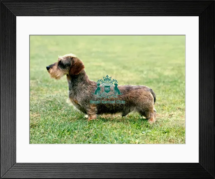 Framed Print : Dachshund (Miniature Wire-Haired) Framed Print : Dachshund (Miniature Wire-Haired)