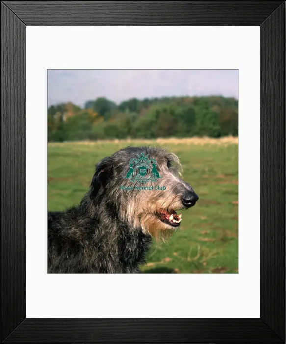 Framed Print : Deerhound Framed Print : Deerhound