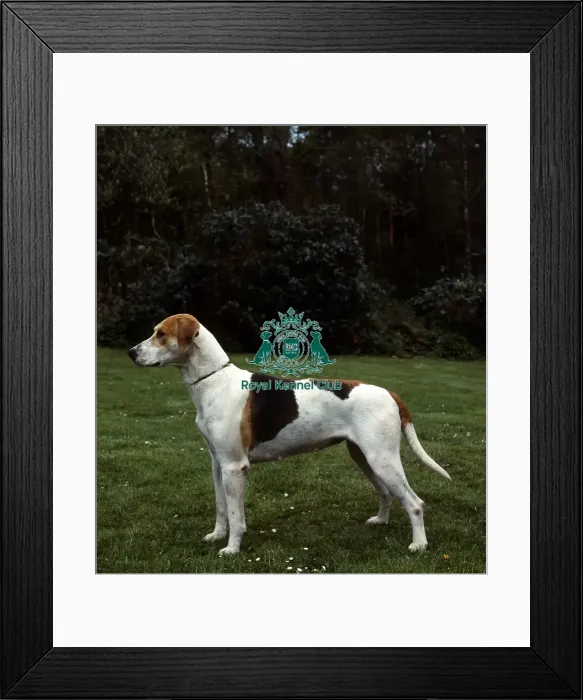 Framed Print : Foxhound Framed Print : Foxhound
