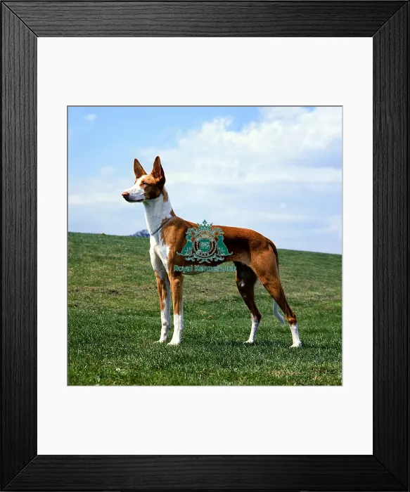 Framed Print : Ibizan Hound Framed Print : Ibizan Hound