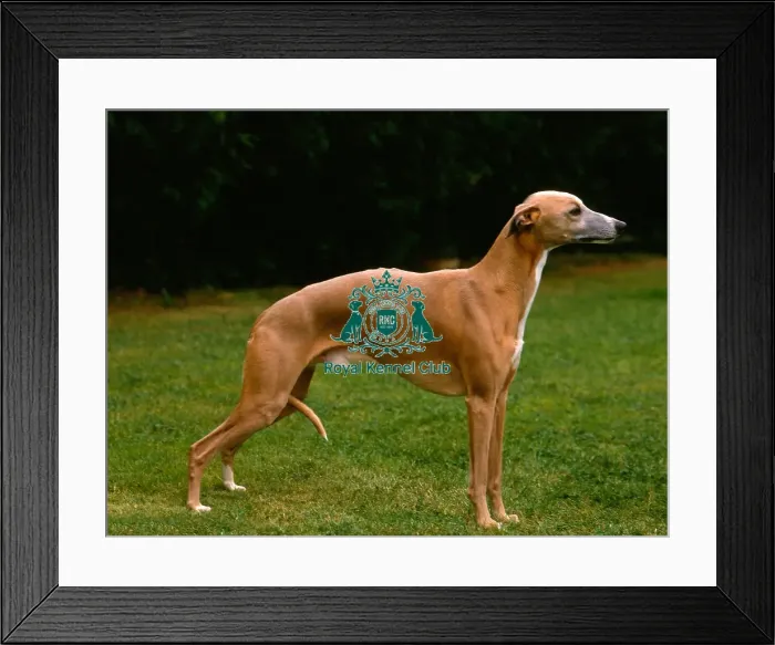 Framed Print : Whippet Framed Print : Whippet