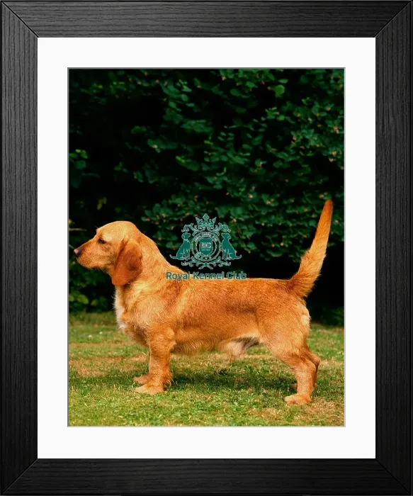 Framed Print : Basset Fauve de Bretagne Framed Print : Basset Fauve de Bretagne