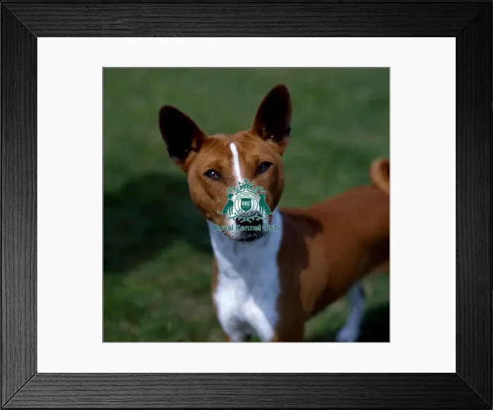 Framed Print : Basenji Framed Print : Basenji