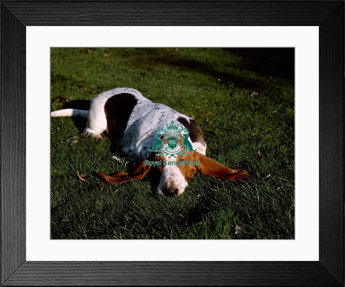 Framed Print : Basset Hound Framed Print : Basset Hound