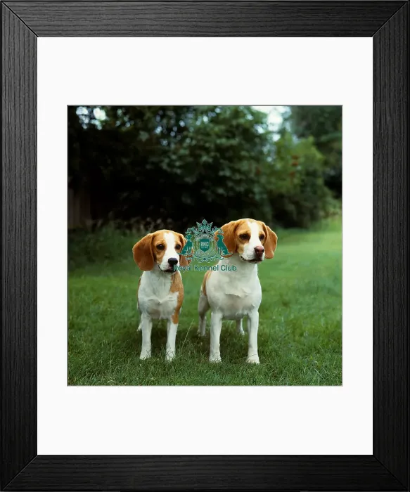 Framed Print : Beagles Framed Print : Beagles
