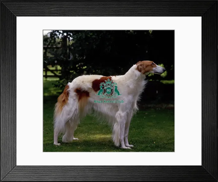 Framed Print : Borzoi Framed Print : Borzoi
