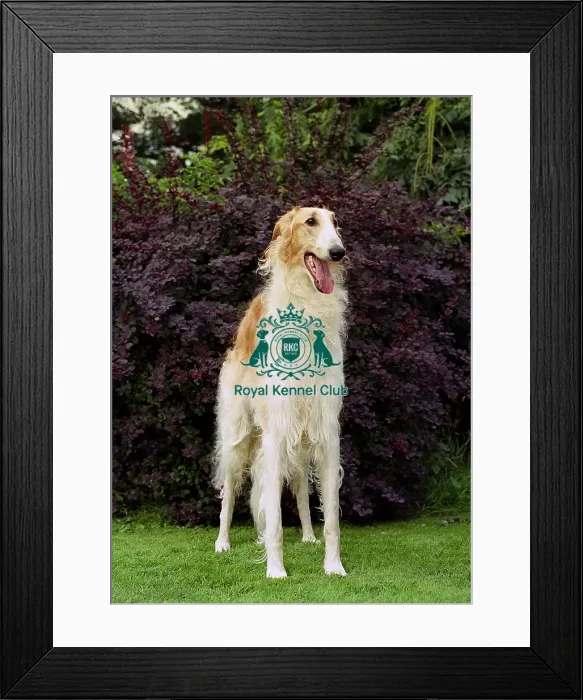 Framed Print : Borzoi Framed Print : Borzoi