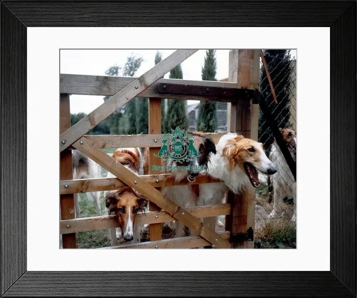 Framed Print : Borzoi Framed Print : Borzoi