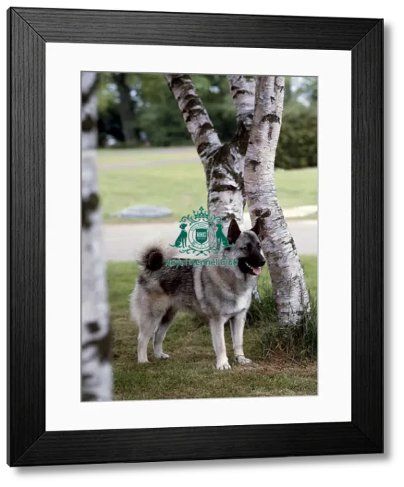 Framed Print : Norwegian Elkhound Framed Print : Norwegian Elkhound