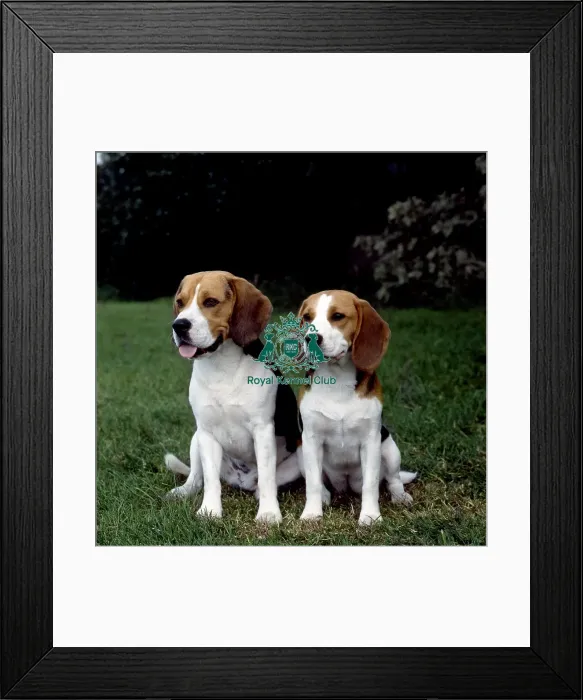Framed Print : Beagle Framed Print : Beagle