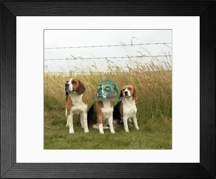 Framed Print : Beagle Framed Print : Beagle