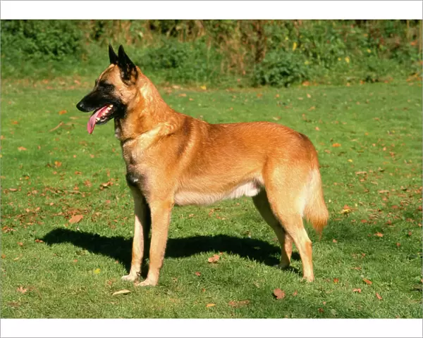 Belgian Shepherd Dog-Malinois