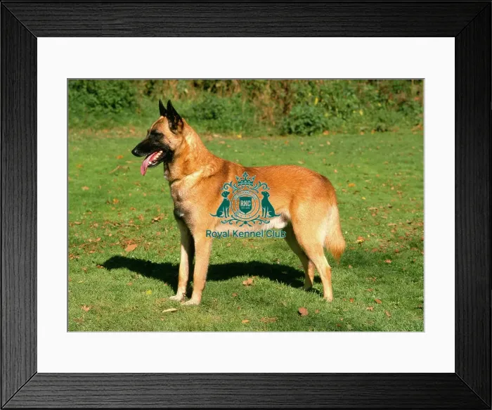 Framed Print : Belgian Shepherd Dog-Malinois Framed Print : Belgian Shepherd Dog-Malinois