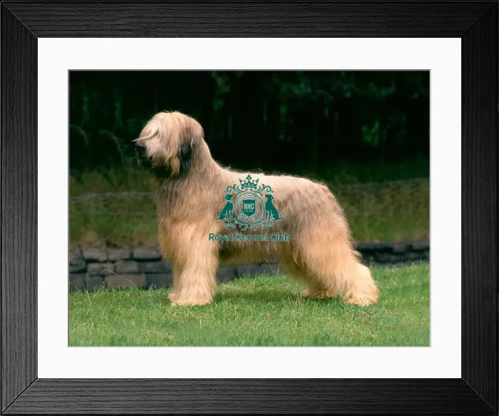 Framed Print : Briard Framed Print : Briard