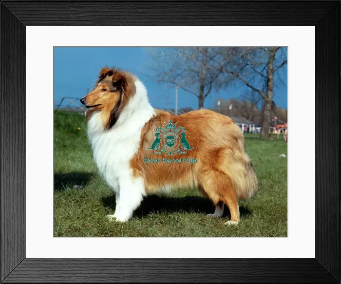 Framed Print : Collie-Rough