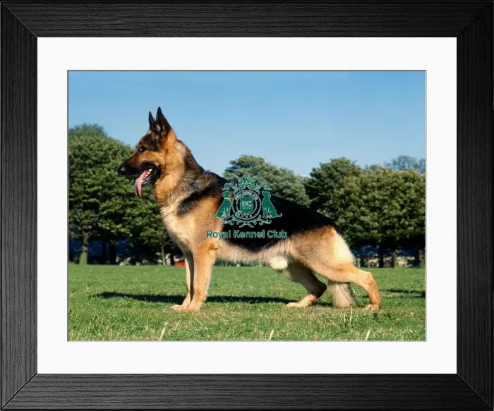 Framed Print : German Shepherd Dog Framed Print : German Shepherd Dog