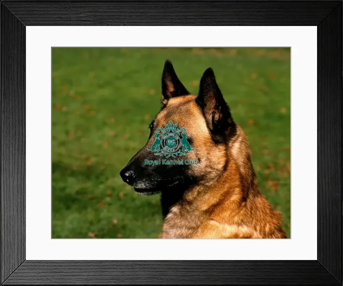 Framed Print : Belgian Shepherd Dog-Malinois Framed Print : Belgian Shepherd Dog-Malinois