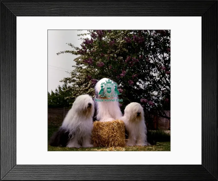 Framed Print : Old English Sheepdog Framed Print : Old English Sheepdog