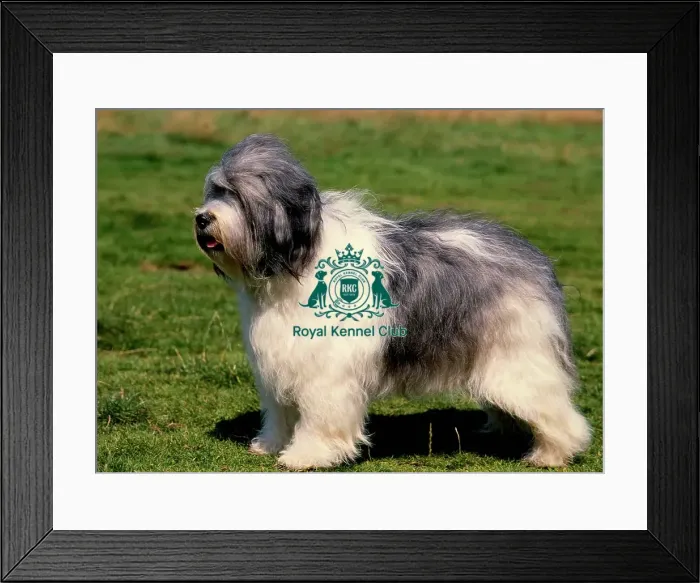 Framed Print : Polish Lowland Sheepdog Framed Print : Polish Lowland Sheepdog