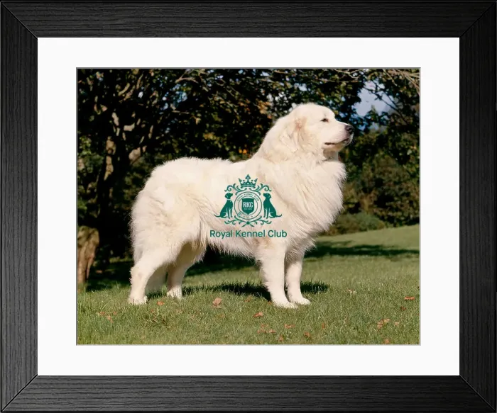 Framed Print : Pyrenean Mountain Dog Framed Print : Pyrenean Mountain Dog