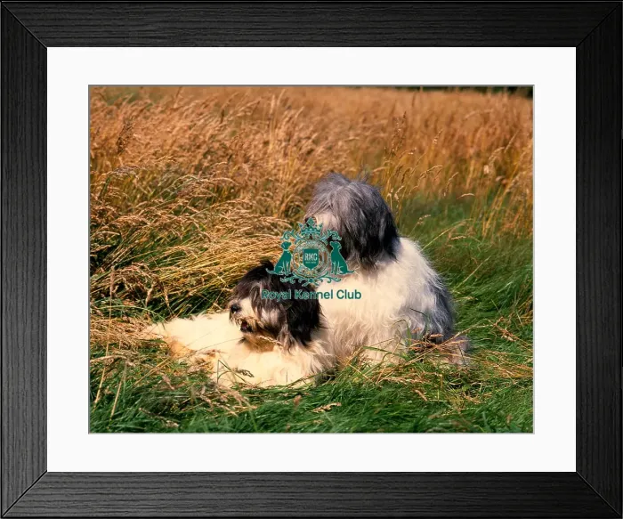 Framed Print : Polish Lowland Sheepdog Framed Print : Polish Lowland Sheepdog