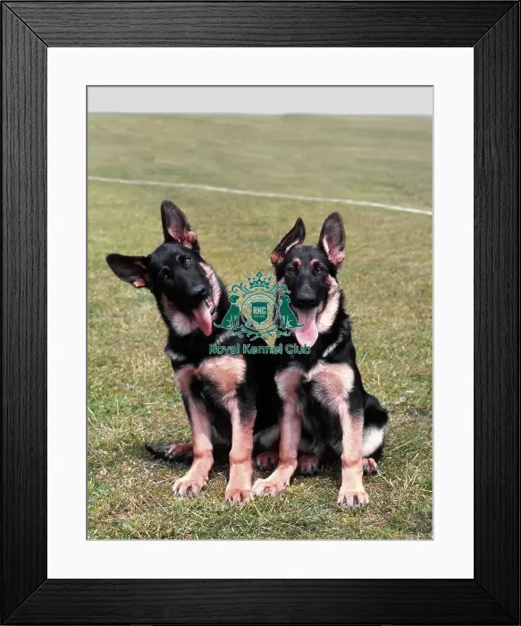 Framed Print : German Shepherd Dog Puppies Framed Print : German Shepherd Dog Puppies
