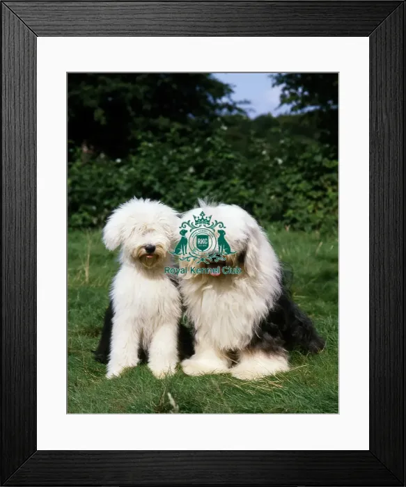 Framed Print : Old English Sheepdogs Framed Print : Old English Sheepdogs
