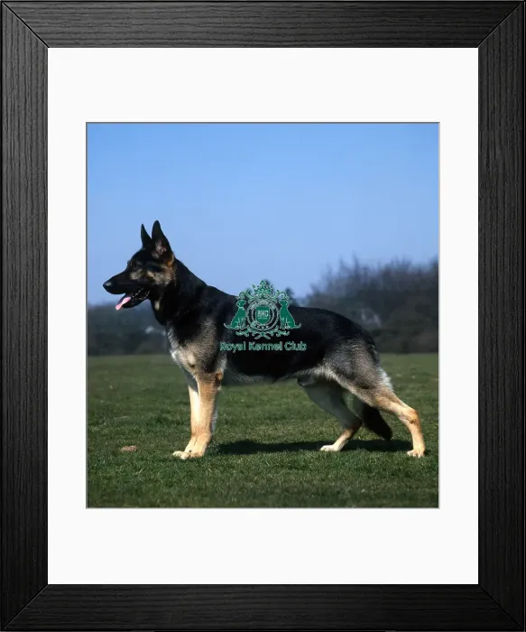 Framed Print : German Shepherd Dog Framed Print : German Shepherd Dog