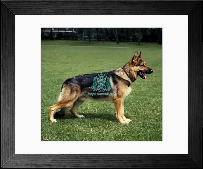 Framed Print : German Shepherd Dog Framed Print : German Shepherd Dog