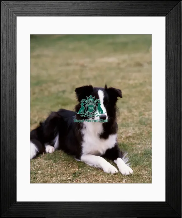 Framed Print : Border Collie Framed Print : Border Collie