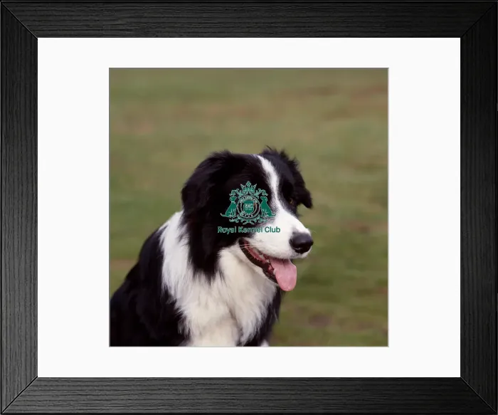 Framed Print : Border Collie Framed Print : Border Collie