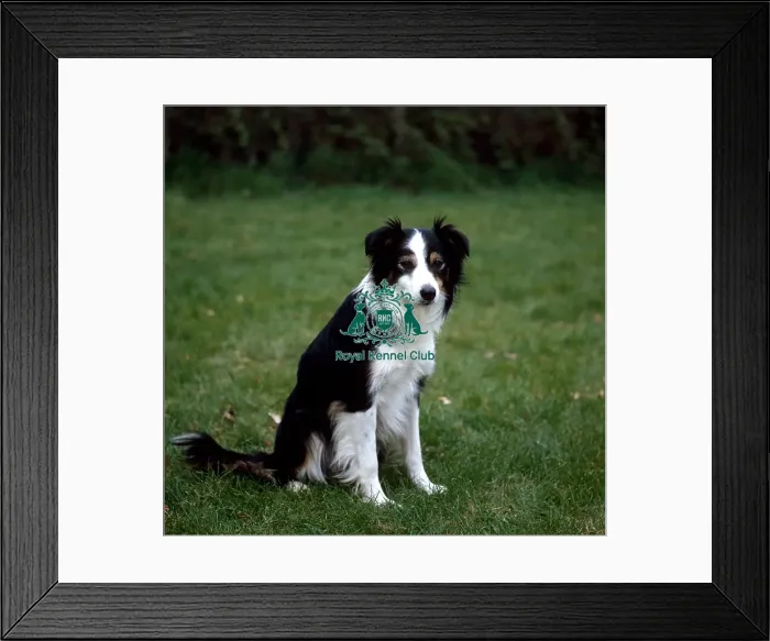 Framed Print : Border Collie Framed Print : Border Collie
