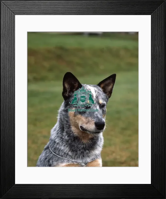 Framed Print : Australian Cattle Dog