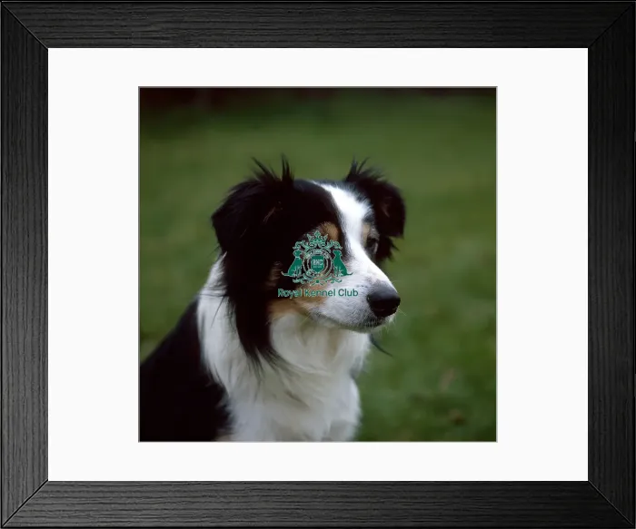 Framed Print : Border Collie Framed Print : Border Collie