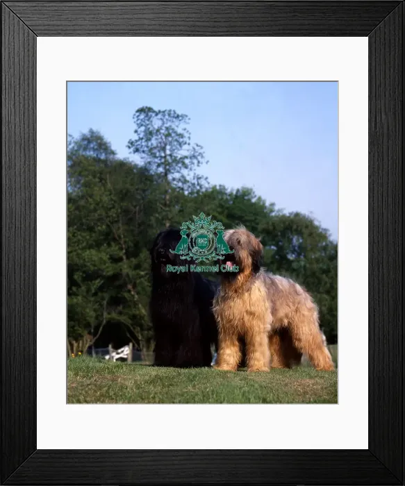 Framed Print : Briard Framed Print : Briard