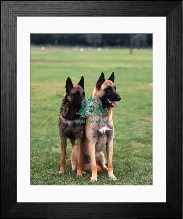 Framed Print : Belgian Shepherd Dog-Malinois Framed Print : Belgian Shepherd Dog-Malinois
