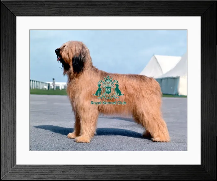 Framed Print : Briard Framed Print : Briard