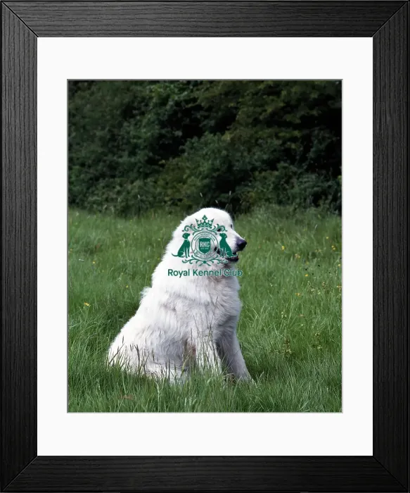 Framed Print : Maremma Sheepdog