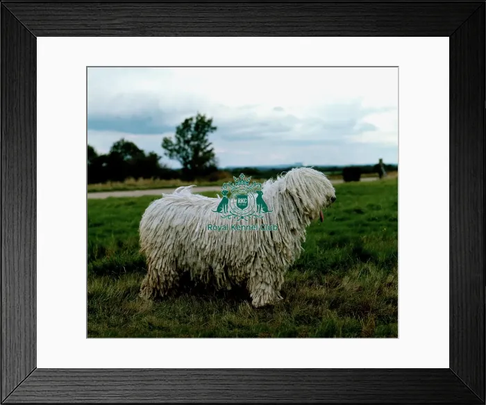 Framed Print : Komondor Framed Print : Komondor