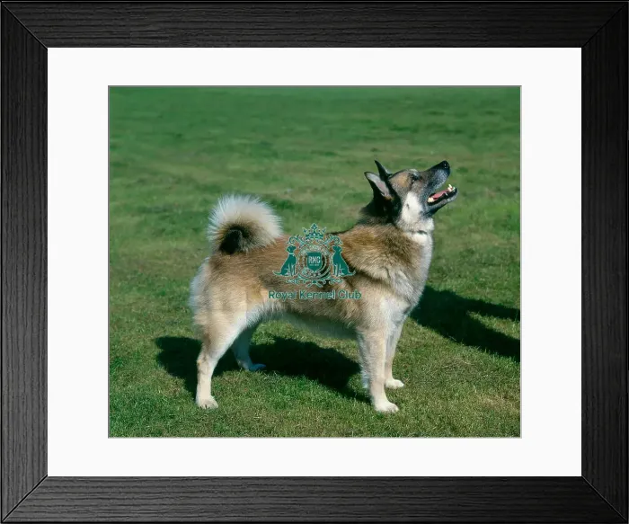 Framed Print : Norwegian Buhund Framed Print : Norwegian Buhund