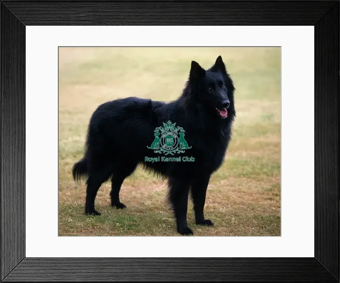 Framed Print : Belgian Shepherd Dog (Groenendael) Framed Print : Belgian Shepherd Dog (Groenendael)