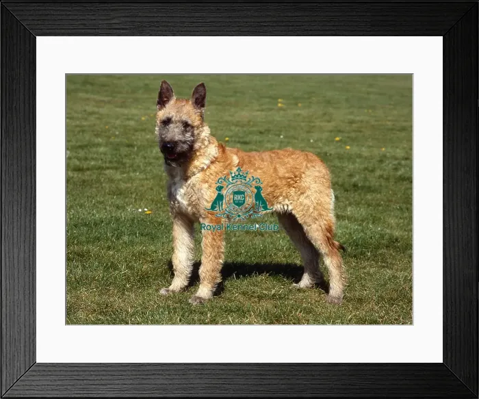 Framed Print : Belgian Shepherd Dog-Laekenois Framed Print : Belgian Shepherd Dog-Laekenois
