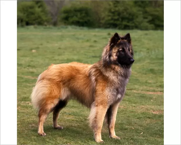 Belgian Shepherd Dog-Tervueren
